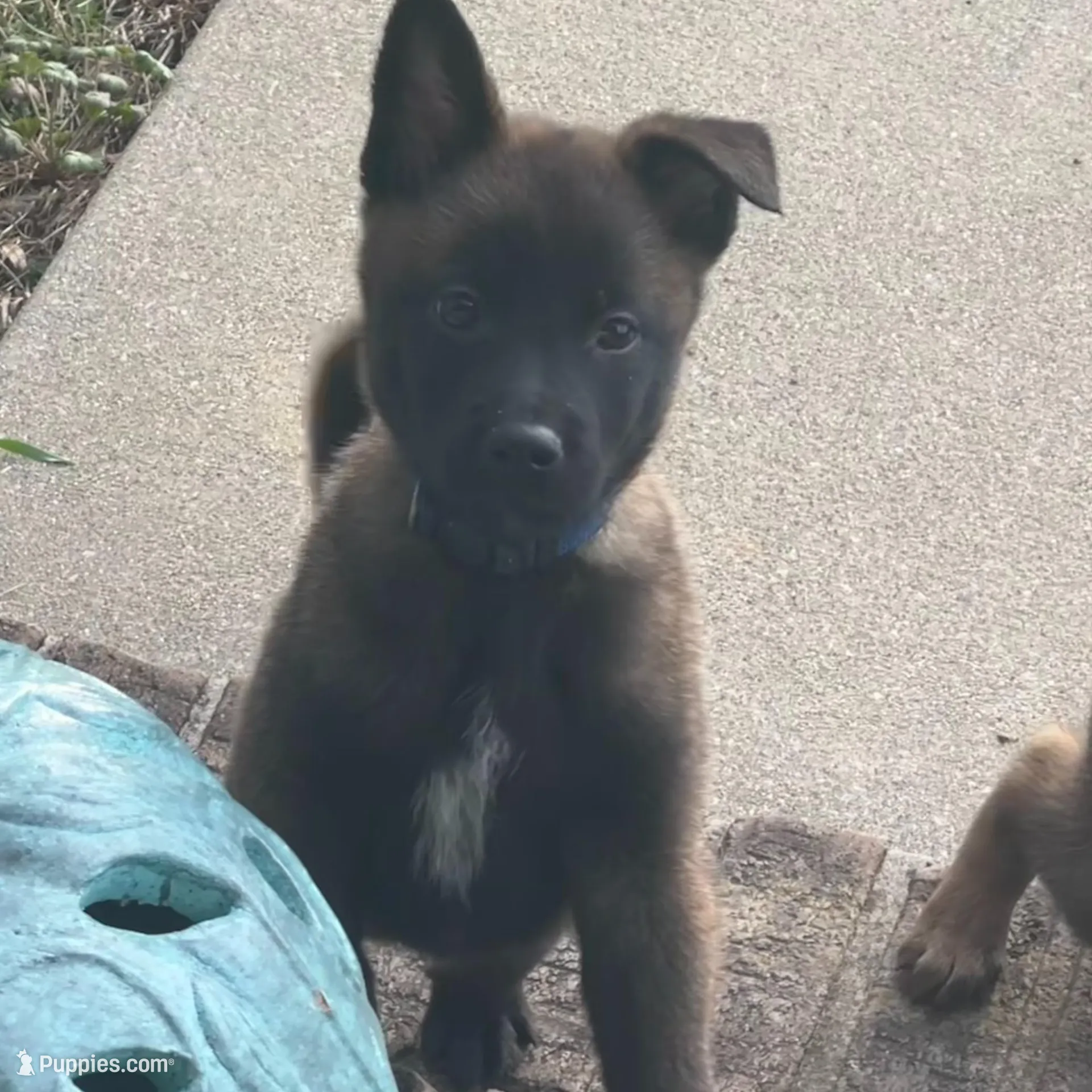 Tucker- AKC Royal Blue Collar – Belgian Malinois puppy for sale in London, KY