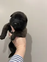 Tucker- AKC Royal Blue Collar, a male Belgian Malinois for sale in London, KY – Photo 4 of 7