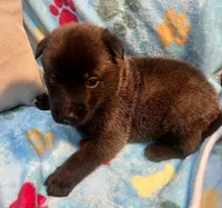 Tucker- AKC Royal Blue Collar, a male Belgian Malinois for sale in London, KY – Photo 3 of 7