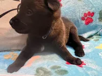 Tucker- AKC Royal Blue Collar, a male Belgian Malinois for sale in London, KY – Photo 2 of 7