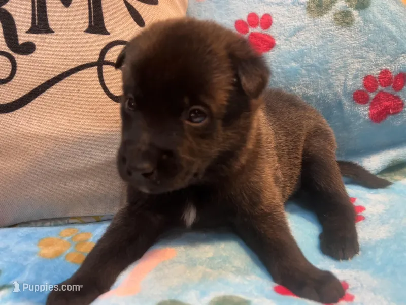 Tucker- AKC Royal Blue Collar