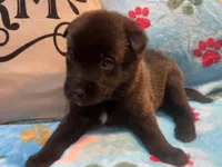 Tucker- AKC Royal Blue Collar, a male Belgian Malinois for sale in London, KY – Photo 1 of 7