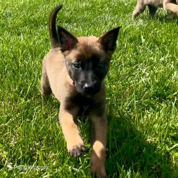 Rosey- AKC Pink Collar – Belgian Malinois puppy for sale in London, KY