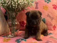 Rosey- AKC Pink Collar, a female Belgian Malinois for sale in London, KY – Photo 4 of 7