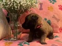 Rosey- AKC Pink Collar, a female Belgian Malinois for sale in London, KY – Photo 3 of 7