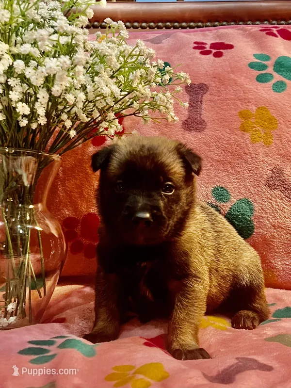 Rosey- AKC Pink Collar