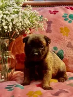 Rosey- AKC Pink Collar, a female Belgian Malinois for sale in London, KY – Photo 1 of 7