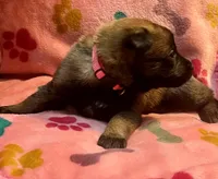 Rosey- AKC Pink Collar, a female Belgian Malinois for sale in London, KY – Photo 5 of 7