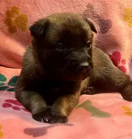 Rosey- AKC Pink Collar, a female Belgian Malinois for sale in London, KY – Photo 2 of 7