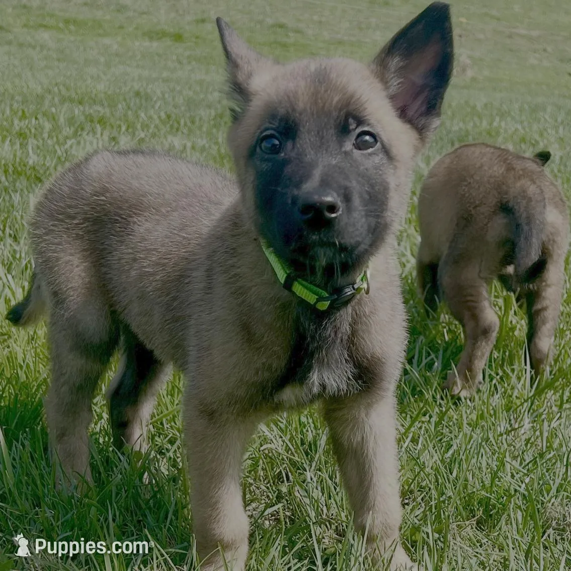 Gunner- AKC Lime Green Collar – Belgian Malinois puppy for sale in London, KY