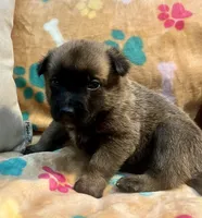 Gunner- AKC Lime Green Collar, a male Belgian Malinois for sale in London, KY – Photo 3 of 8