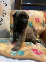 Gunner- AKC Lime Green Collar, a male Belgian Malinois for sale in London, KY – Photo 1 of 8