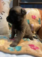 Gunner- AKC Lime Green Collar, a male Belgian Malinois for sale in London, KY – Photo 4 of 8