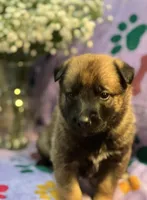 Violet- AKC Purple Collar, a female Belgian Malinois for sale in London, KY – Photo 1 of 6