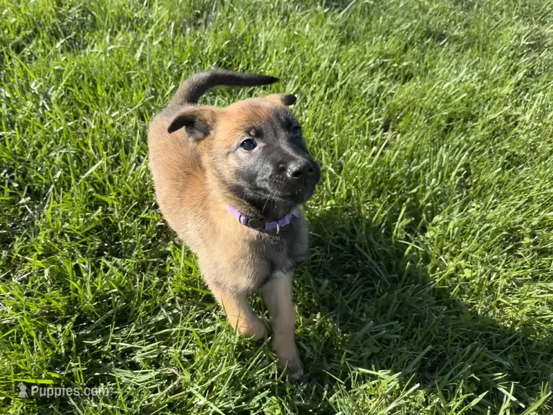 Violet- AKC Purple Collar – Belgian Malinois puppy for sale in London, KY
