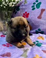 Violet- AKC Purple Collar, a female Belgian Malinois for sale in London, KY – Photo 2 of 6