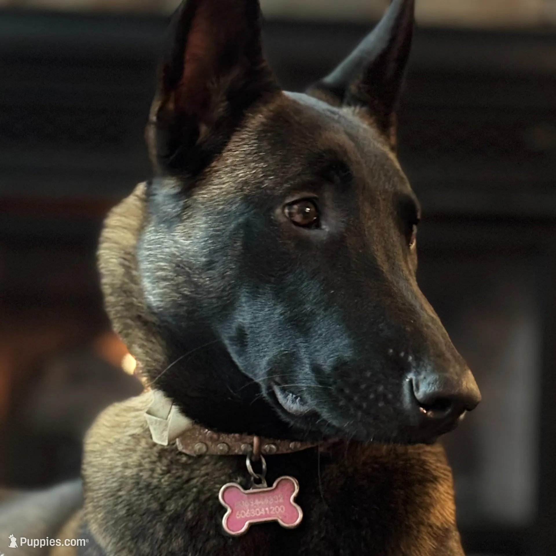 Violet- AKC Purple Collar, a female Belgian Malinois for sale in London, KY – Photo 5 of 6