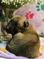 Violet- AKC Purple Collar, a female Belgian Malinois for sale in London, KY – Photo 3 of 6