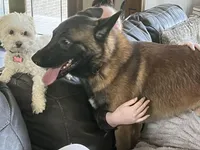 Violet- AKC Purple Collar, a female Belgian Malinois for sale in London, KY – Photo 6 of 6