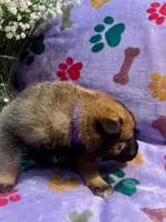 Violet- AKC Purple Collar, a female Belgian Malinois for sale in London, KY – Photo 4 of 6