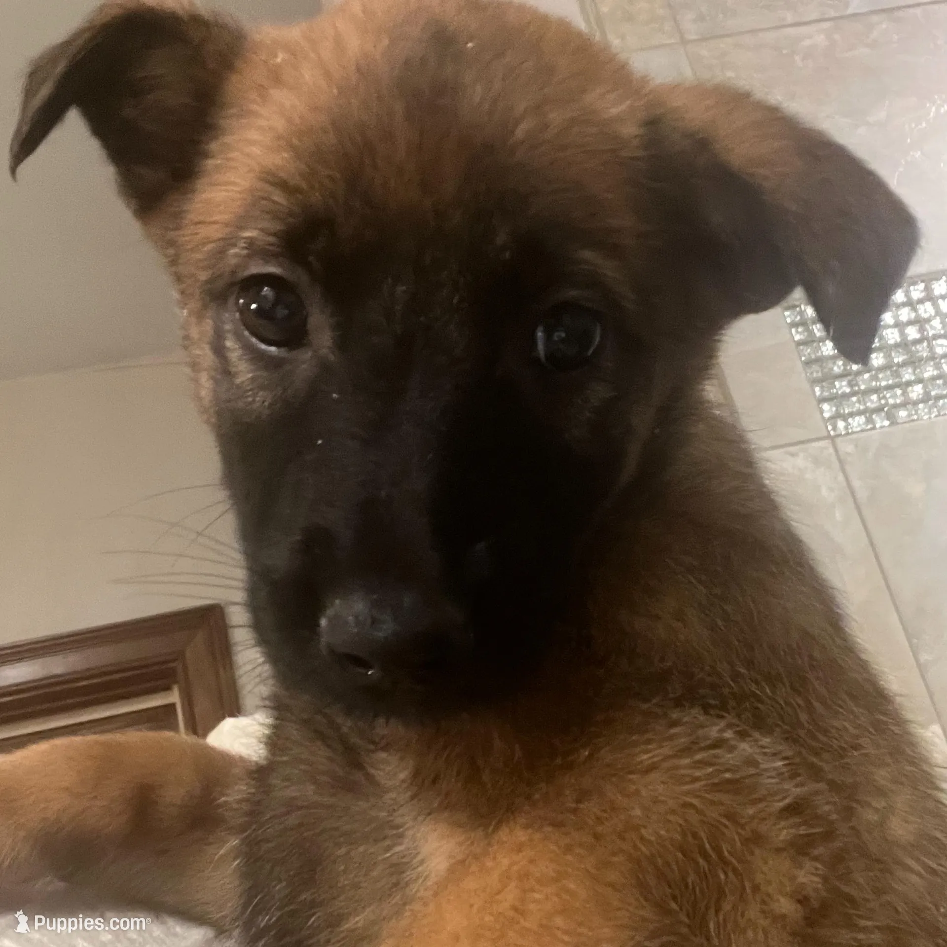 Violet- AKC Purple Collar – Belgian Malinois puppy for sale in London, KY