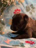 Jasmine- AKC Turquoise Collar, a female Belgian Malinois for sale in London, KY – Photo 5 of 7