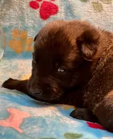 Jasmine- AKC Turquoise Collar, a female Belgian Malinois for sale in London, KY – Photo 2 of 7