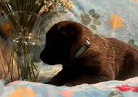 Jasmine- AKC Turquoise Collar, a female Belgian Malinois for sale in London, KY – Photo 4 of 7