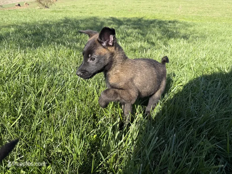 Jasmine- AKC Turquoise Collar – Belgian Malinois puppy for sale in London, KY