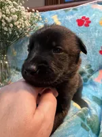 Jasmine- AKC Turquoise Collar, a female Belgian Malinois for sale in London, KY – Photo 1 of 7