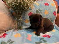 Jasmine- AKC Turquoise Collar, a female Belgian Malinois for sale in London, KY – Photo 3 of 7