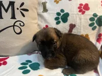 Tango- AKC Orange collar, a male Belgian Malinois for sale in London, KY – Photo 5 of 7