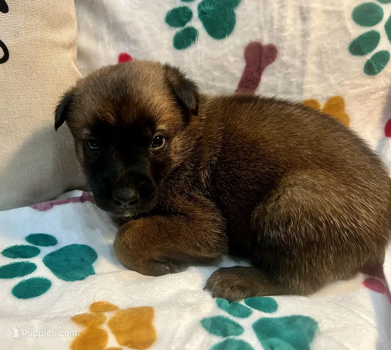 Tango- AKC Orange collar