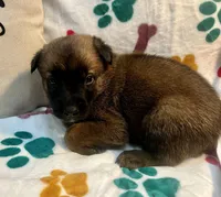 Tango- AKC Orange collar, a male Belgian Malinois for sale in London, KY – Photo 1 of 7