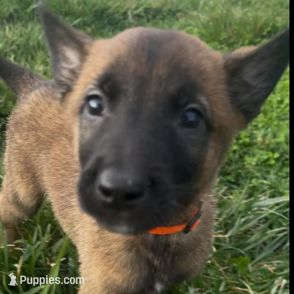 Tango- AKC Orange collar