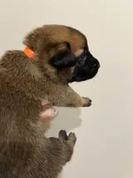 Tango- AKC Orange collar, a male Belgian Malinois for sale in London, KY – Photo 3 of 7