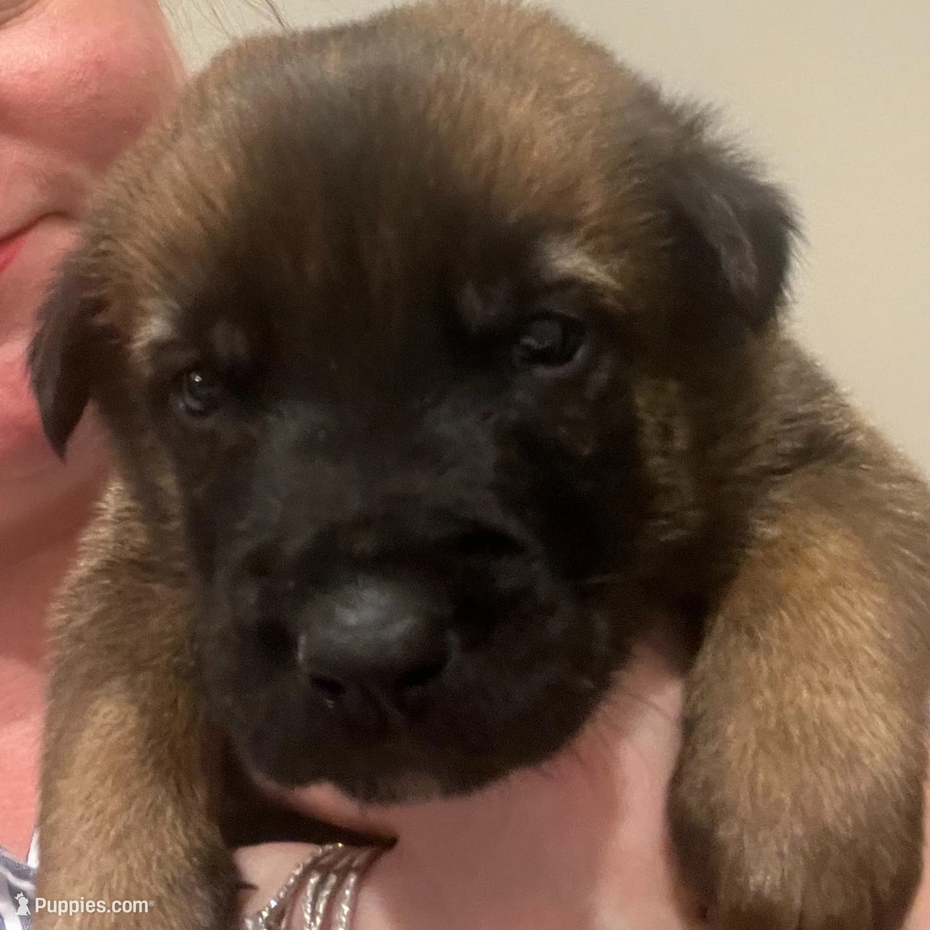 Tango- AKC Orange collar, a male Belgian Malinois for sale in London, KY – Photo 2 of 7
