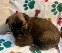 Tango- AKC Orange collar, a male Belgian Malinois for sale in London, KY – Photo 4 of 7