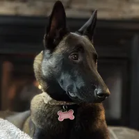 Scarlet- AKC Red Collar, a female Belgian Malinois for sale in London, KY – Photo 6 of 9