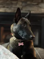 Scarlet- AKC Red Collar, a female Belgian Malinois for sale in London, KY – Photo 6 of 7