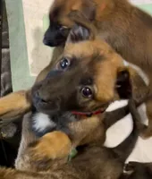 Scarlet- AKC Red Collar, a female Belgian Malinois for sale in London, KY – Photo 3 of 9