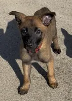 Scarlet- AKC Red Collar, a female Belgian Malinois for sale in London, KY – Photo 1 of 9