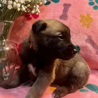 Scarlet- AKC Red Collar, a female Belgian Malinois for sale in London, KY – Photo 5 of 9