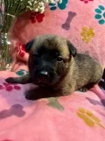 Scarlet- AKC Red Collar, a female Belgian Malinois for sale in London, KY – Photo 4 of 7