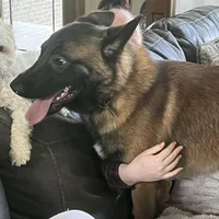 Scarlet- AKC Red Collar, a female Belgian Malinois for sale in London, KY – Photo 7 of 9