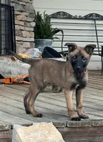 Scarlet- AKC Red Collar, a female Belgian Malinois for sale in London, KY – Photo 8 of 9