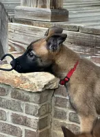 Scarlet- AKC Red Collar, a female Belgian Malinois for sale in London, KY – Photo 9 of 9