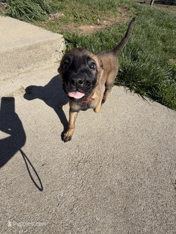Scarlet- AKC Red Collar – Belgian Malinois puppy for sale in London, KY