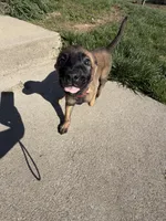 Scarlet- AKC Red Collar, a female Belgian Malinois for sale in London, KY – Photo 2 of 9