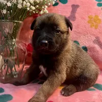 Scarlet- AKC Red Collar, a female Belgian Malinois for sale in London, KY – Photo 4 of 9